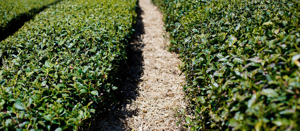 Traditional Tea-Grass Integrated System