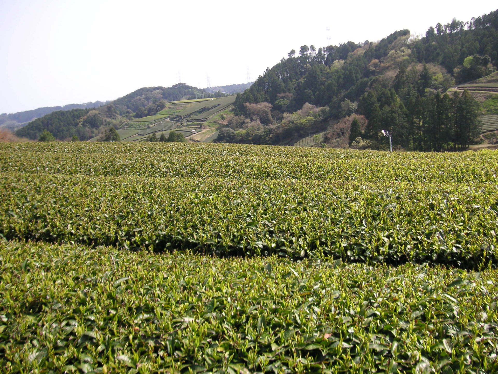 有機栽培茶